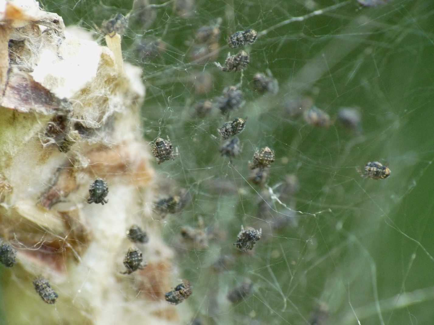 Cyrtophora citricola